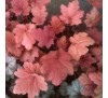 Гейхера Отумн Ливз (Autumn Leaves), C1